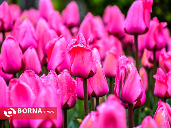 جشنواره گل‌های لاله