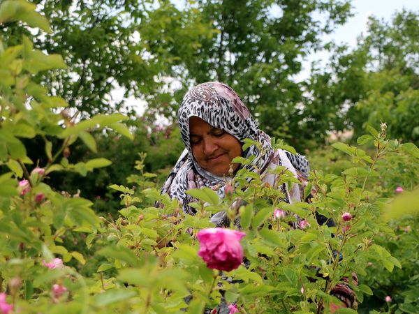 برداشت گل محمدی در روستای عنصرود