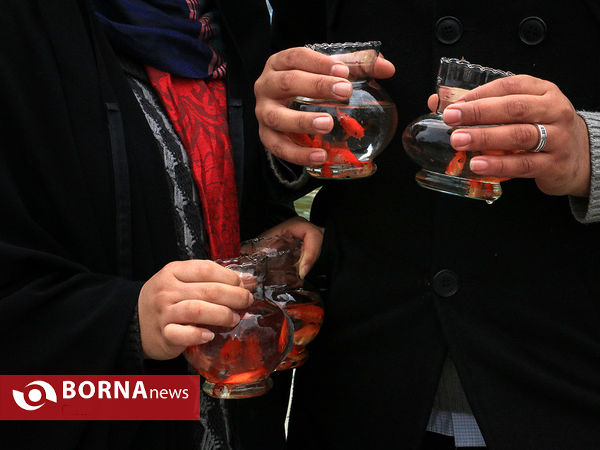 اهدای هشت هزار قطعه ماهی قرمز به مردم در بوستان کوهسنگی