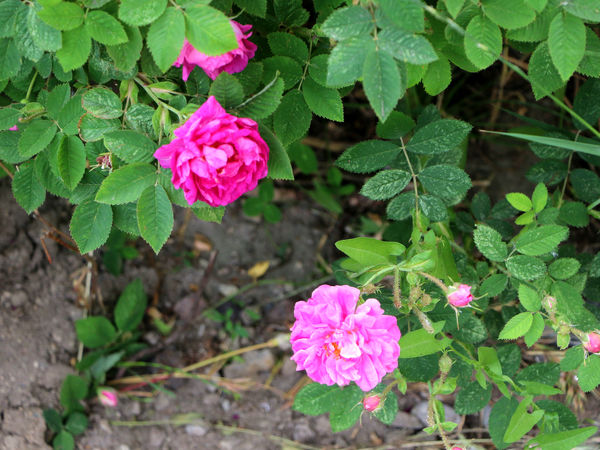 برداشت گل محمدی در روستای عنصرود