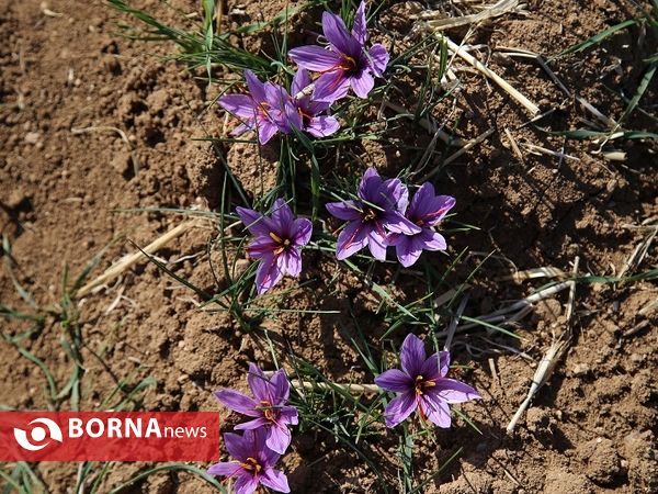 برداشت طلای سرخ در کردستان