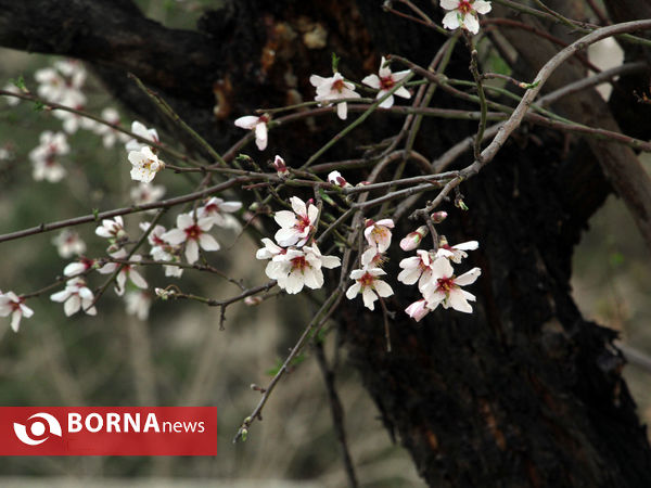 شکوفه های بهاری-شیراز