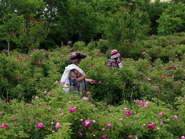 برداشت گل محمدی در روستای عنصرود