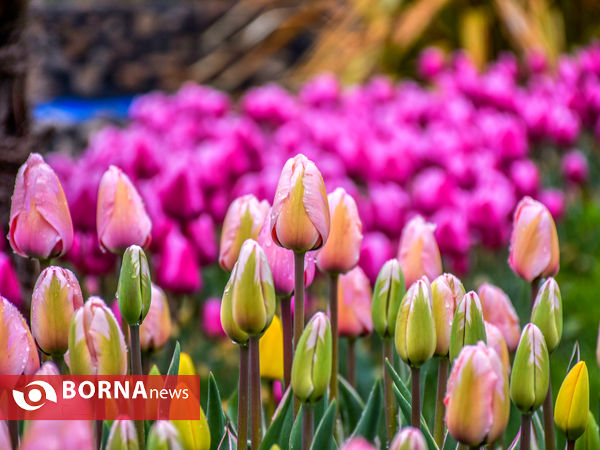 جشنواره گل‌های لاله