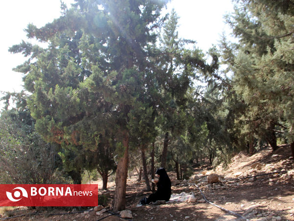 دعای عرفه در تپه الشهدای شیراز