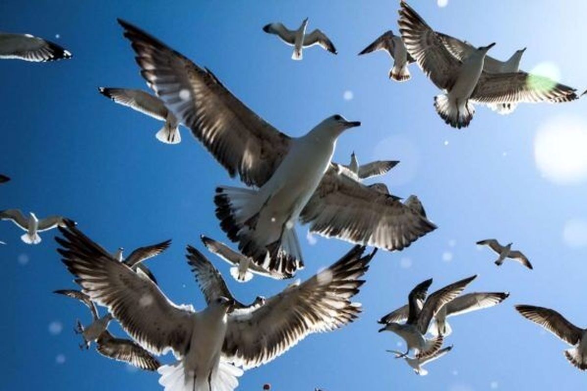 ۷۲ هزار پرنده مهاجر امسال مهمان سواحل و تالاب‌های بوشهر شدند