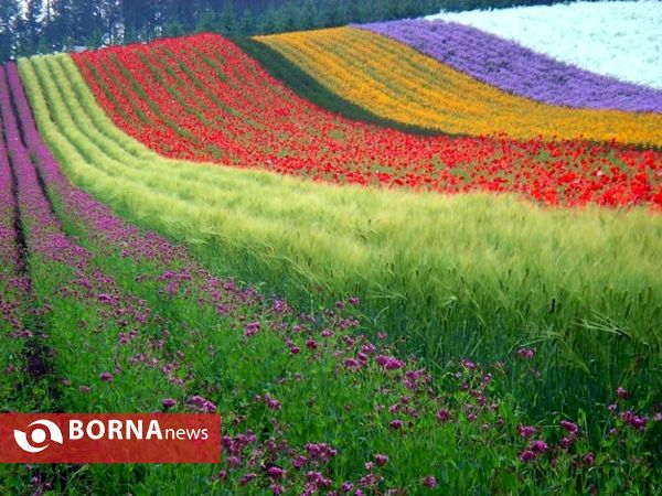 مزارع گل در هوکایدوی ژاپن، منظره‌ای رنگین‌کمانی را روی زمین ایجاد کرده‌است