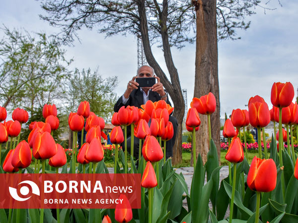 جشنواره گل‌های لاله در اراک