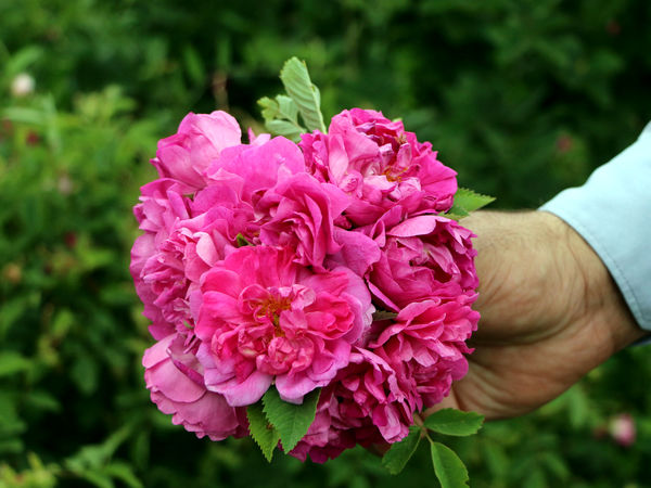 برداشت گل محمدی در روستای عنصرود
