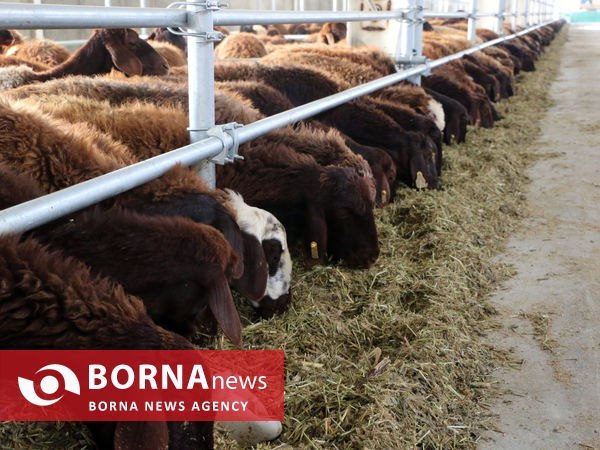 توانمندی های بخش کشاورزی شهرستان شبستر