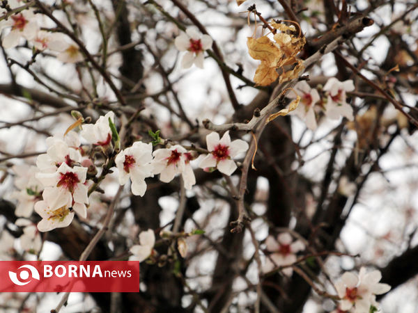 شکوفه های بهاری-شیراز