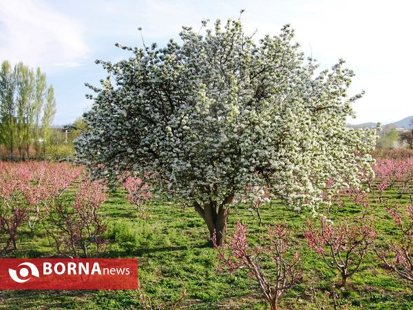 شکوفه های صورتی ارومیه