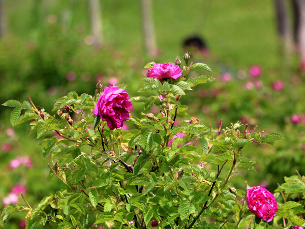برداشت گل محمدی در روستای عنصرود