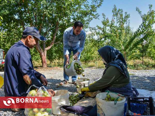 باغداری خانوادگی