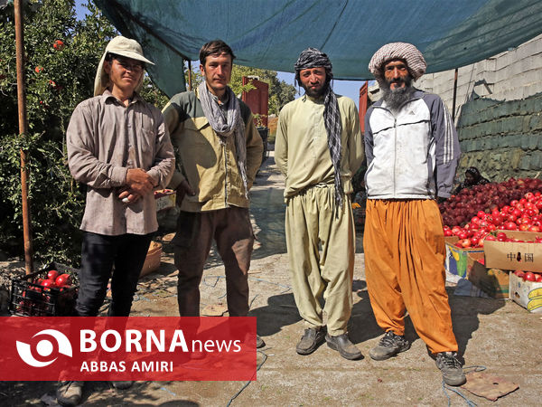 دقیقه 90 برداشت انار کوهمره سرخی