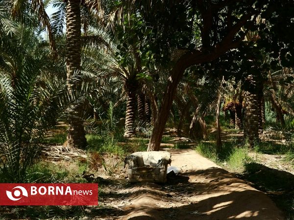 برداشت خارک و رطب روستای امام حسن(ع)