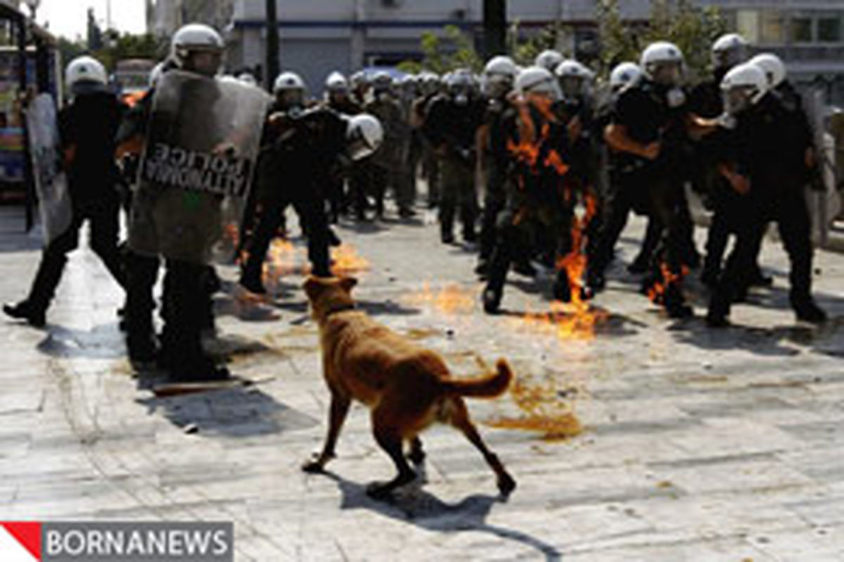 بازگشت سگ معترض یونان+عکس
