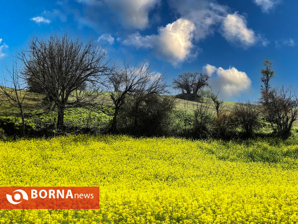 مزارع  ( کلزا ) در استان مازندران