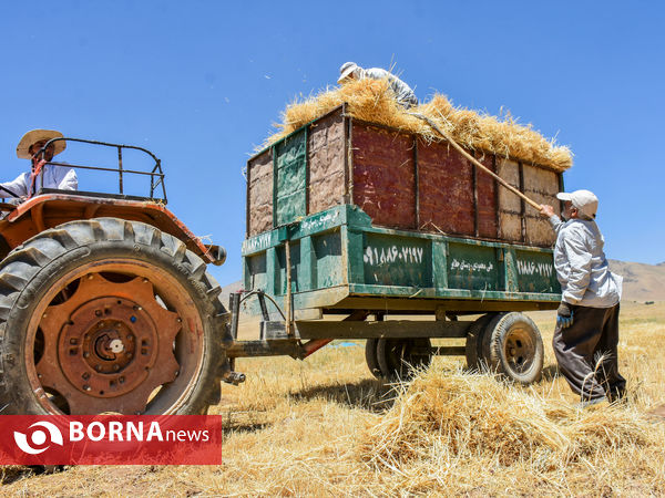 برداشت سنتی جو دیم