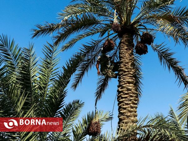 برداشت خارک و رطب روستای امام حسن(ع)