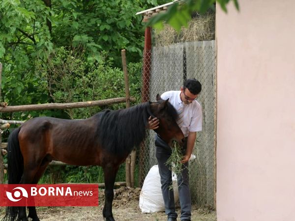 ورود اسبچه های خزری به اکولوژ مزرعه قوها