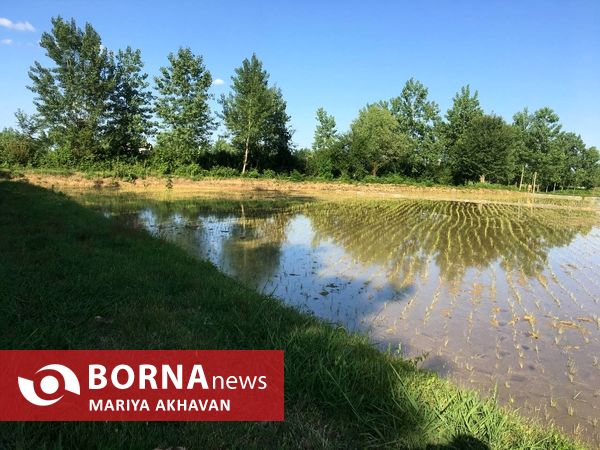 پسیخان رشت جاذبه طبیعی و گردشگری استان گیلان