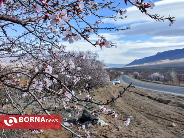 شکوفه های بهاری