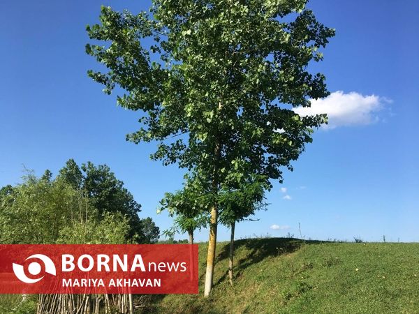 پسیخان رشت جاذبه طبیعی و گردشگری استان گیلان