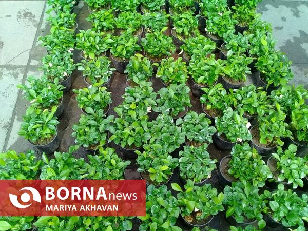 جشنواره گل و گیاه رشت 