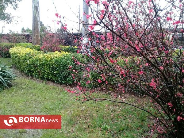 شکوفه های بهاری _ رشت
