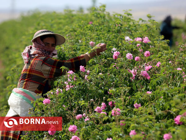 میمند فارس خواستگاه گل و گلاب