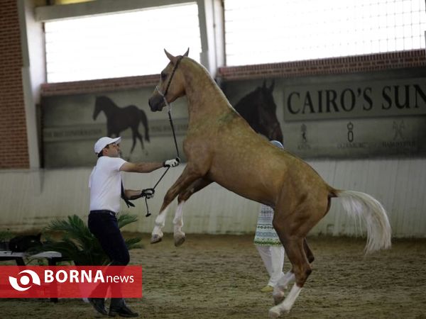 چهارمین جشنواره بزرگ اسب اصیل ترکمن پایتخت