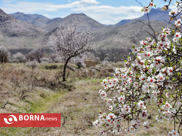 شکوفه های بهاری