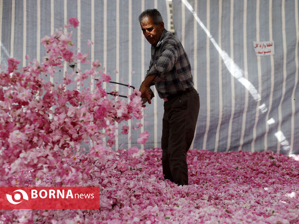 میمند فارس خواستگاه گل و گلاب