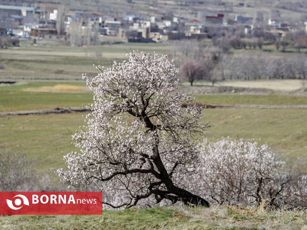 شکوفه های بهاری