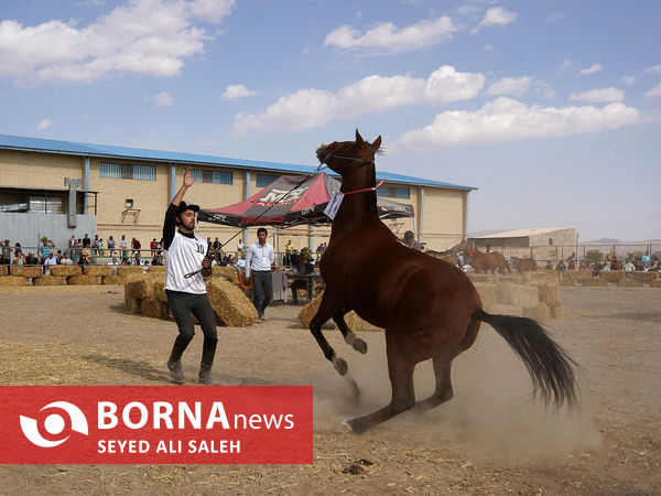 مسابقات زیبایی اسب ترکمن