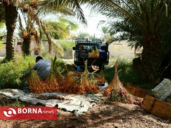 برداشت خارک و رطب روستای امام حسن(ع)