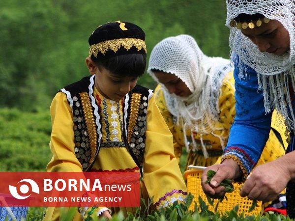 آغاز برداشت برگ سبز چای در گیلان