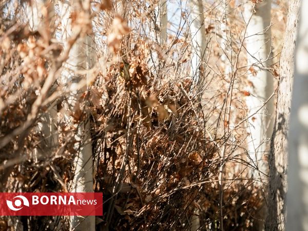 آخرین لحظات پاییزی