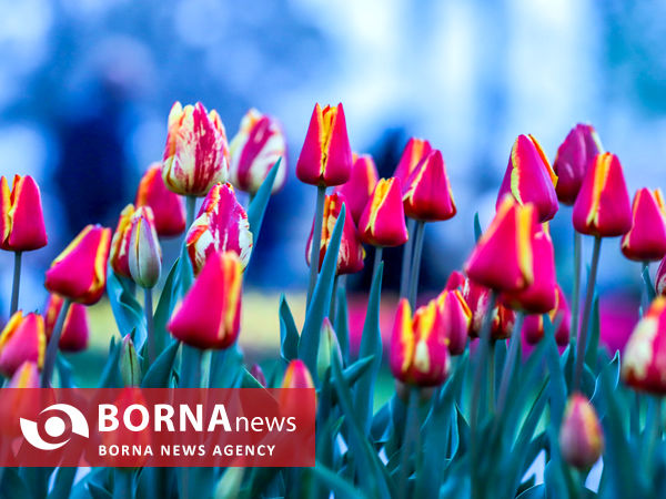 جشنواره گل‌های لاله در اراک