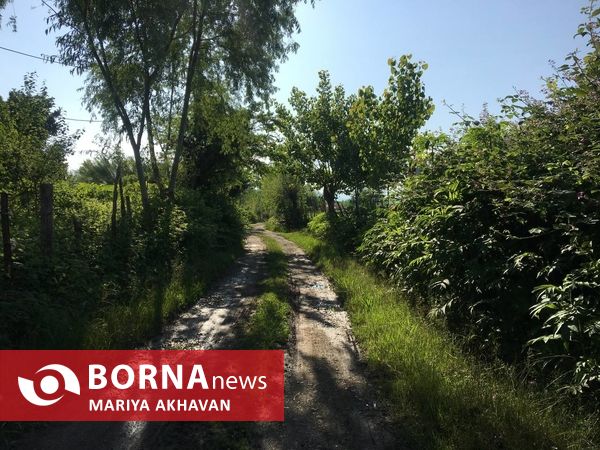 پسیخان رشت جاذبه طبیعی و گردشگری استان گیلان