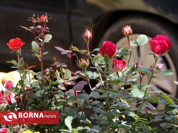 حال و هوای نوروزی در لاهیجان