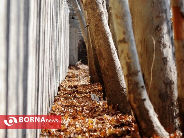 آخرین لحظات پاییزی