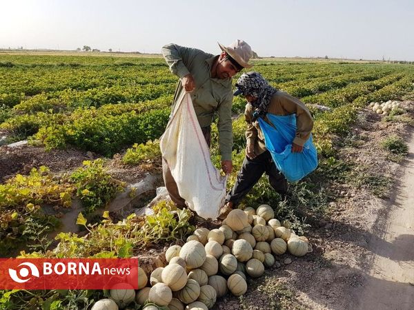 آغاز برداشت طالبی  از مزارع شهرستان ورامین