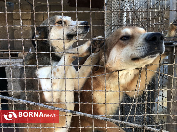 پناهگاه حیوانات در شیراز؛ جایی برای دوستی انسان و حیوان