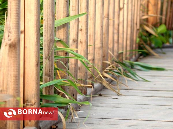 تالاب بین المللی امیر کلایه _ لاهیجان