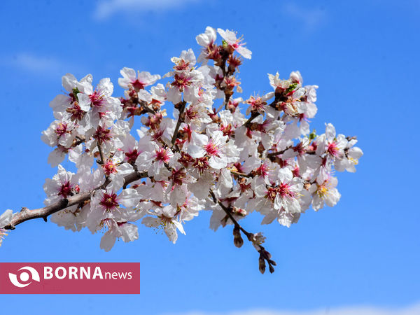 شکوفه های بهاری