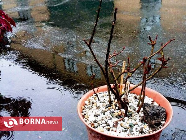رویش گلهای بهاری