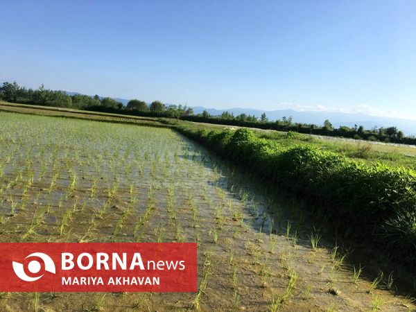 پسیخان رشت جاذبه طبیعی و گردشگری استان گیلان