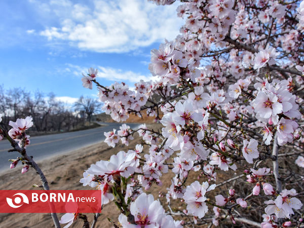 شکوفه های بهاری